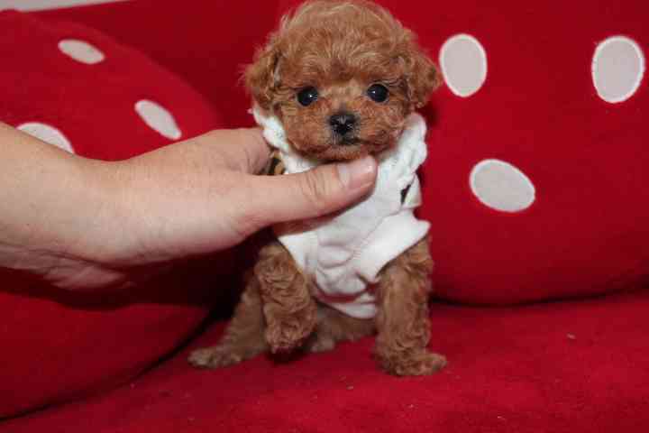 大型犬が好きな人