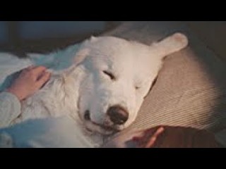 大型犬が好きな人