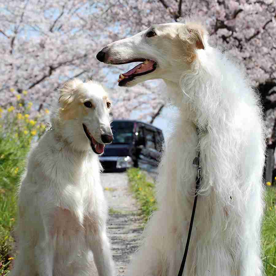大型犬が好きな人