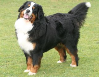 大型犬が好きな人