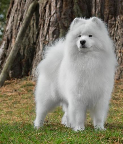 大型犬が好きな人