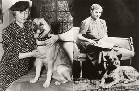 大型犬が好きな人