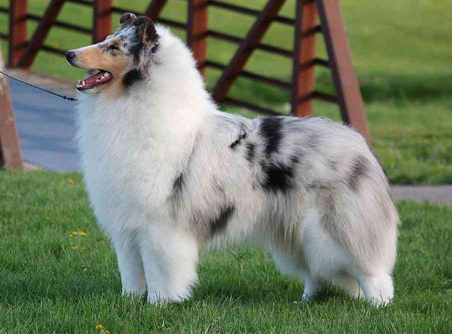 大型犬が好きな人