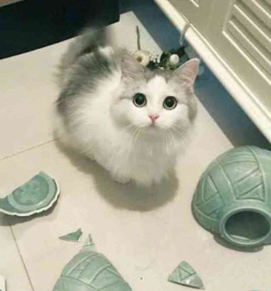 画像を貼ると誰かがトピタイを考えてくれるトピpart3
