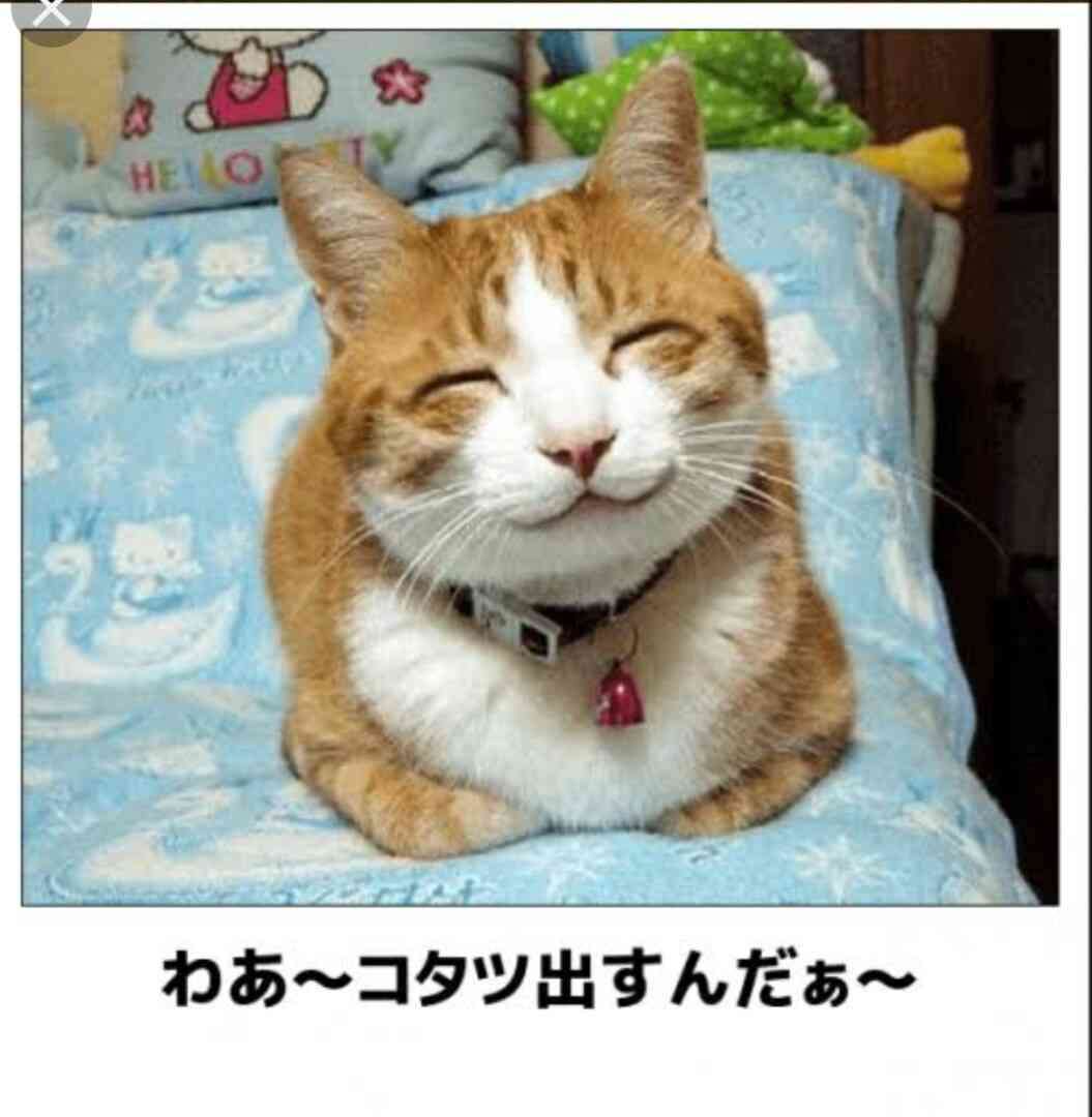 一人暮らしが実家に帰る頻度