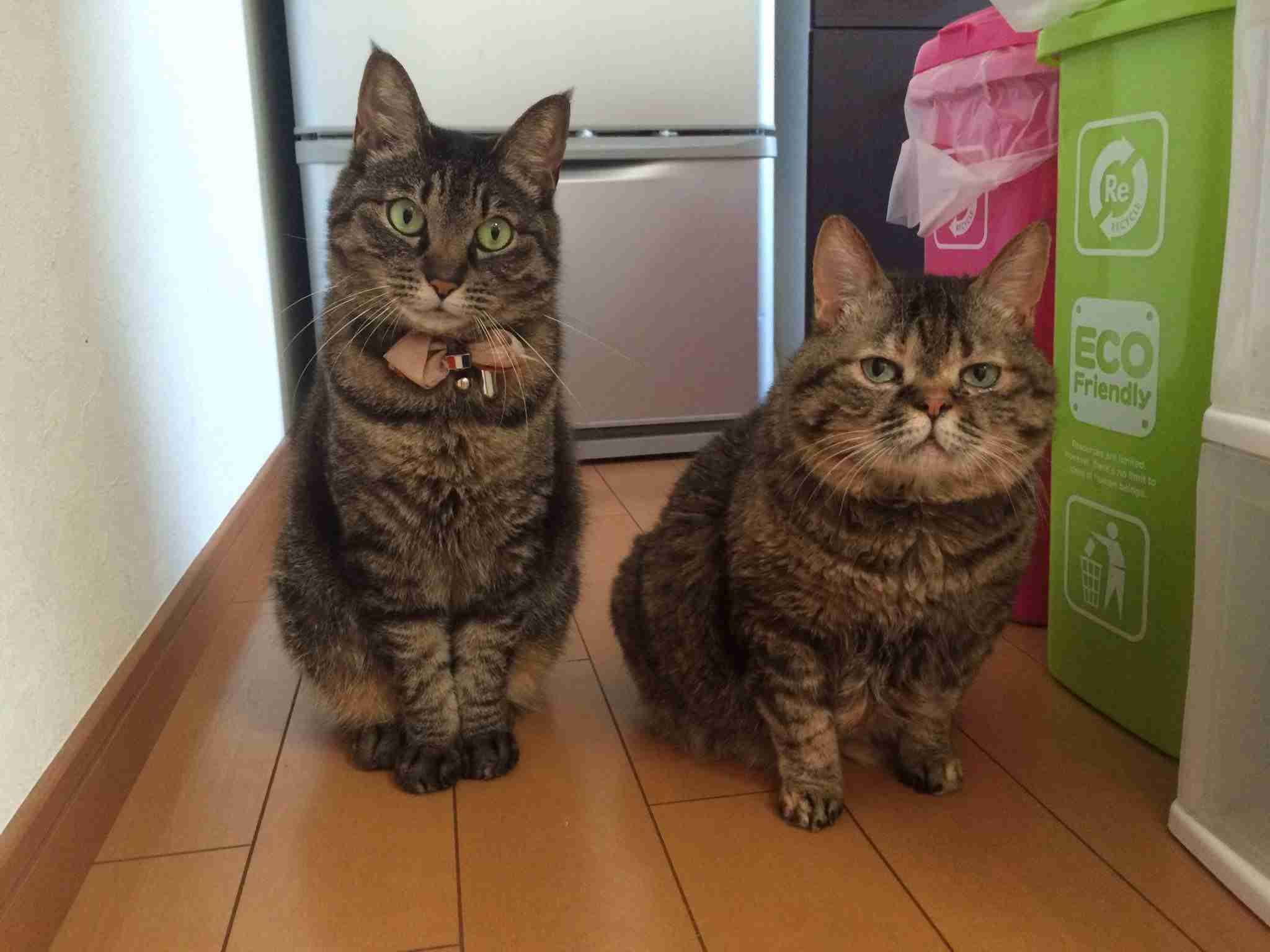 『キャッツ』新予告で豪華キャストが歌い踊る！