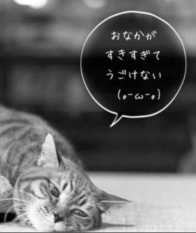 保護犬・保護猫を語ろう