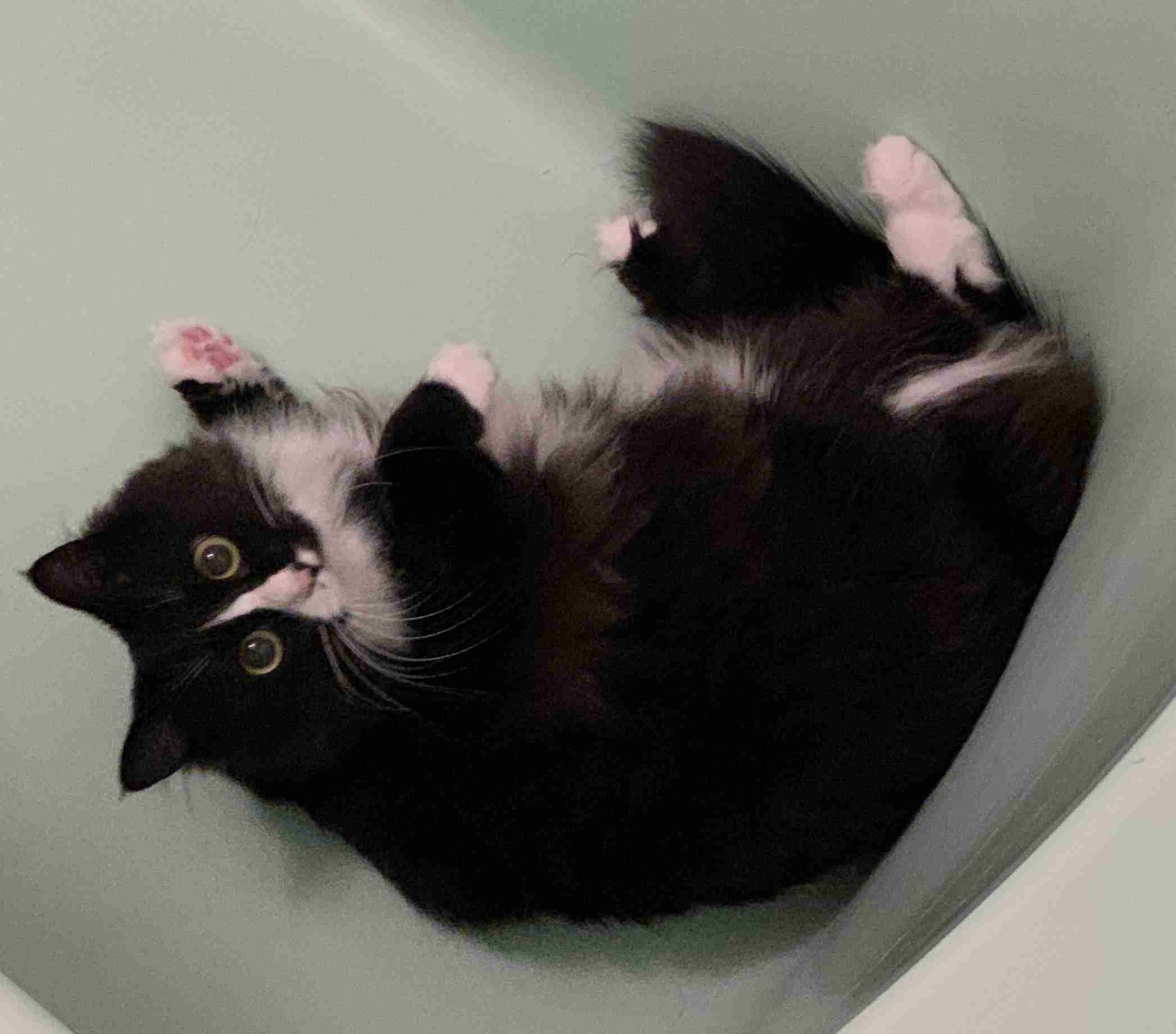 保護犬・保護猫を語ろう