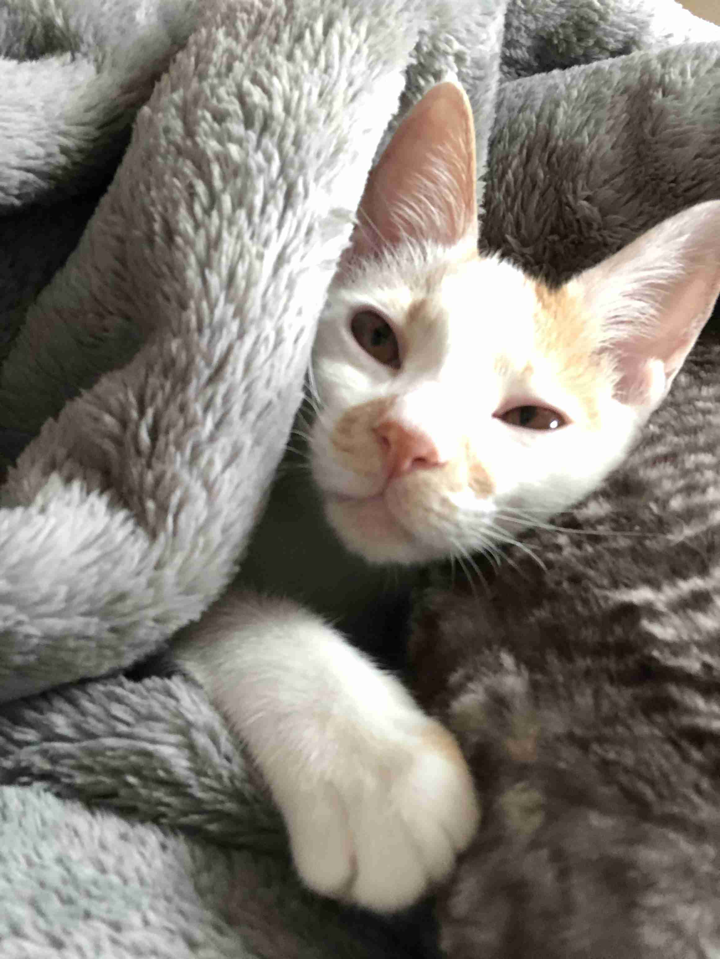 保護犬・保護猫を語ろう