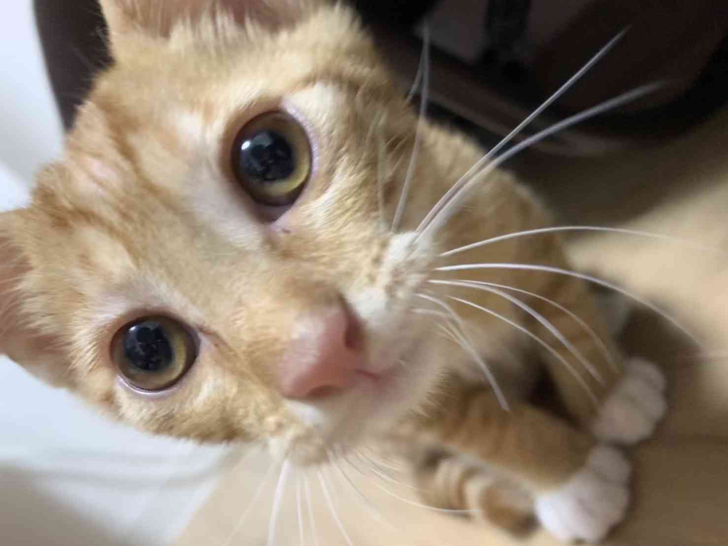 保護犬・保護猫を語ろう