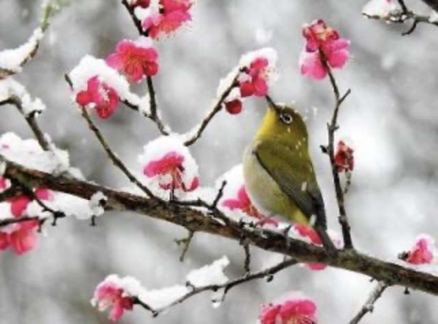 寒さに耐える花のトピ