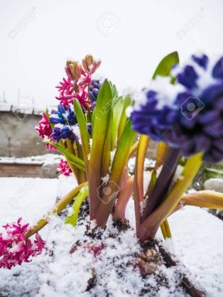 寒さに耐える花のトピ