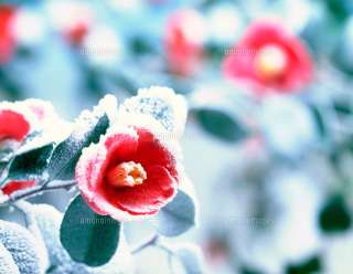 寒さに耐える花のトピ