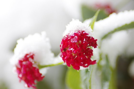 寒さに耐える花のトピ
