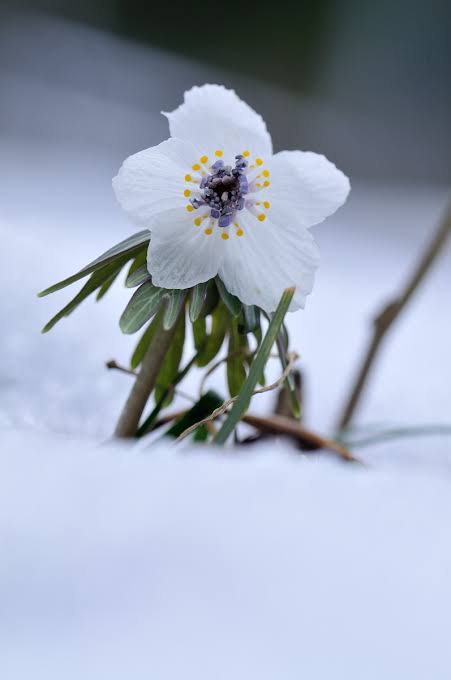 寒さに耐える花のトピ