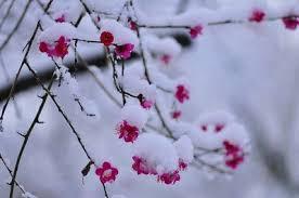 寒さに耐える花のトピ