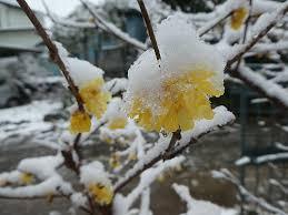 寒さに耐える花のトピ