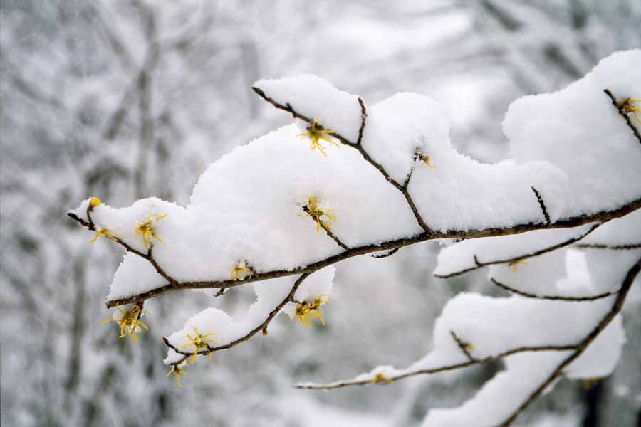 寒さに耐える花のトピ