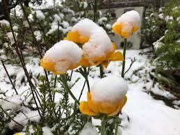 寒さに耐える花のトピ