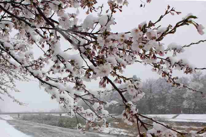 寒さに耐える花のトピ