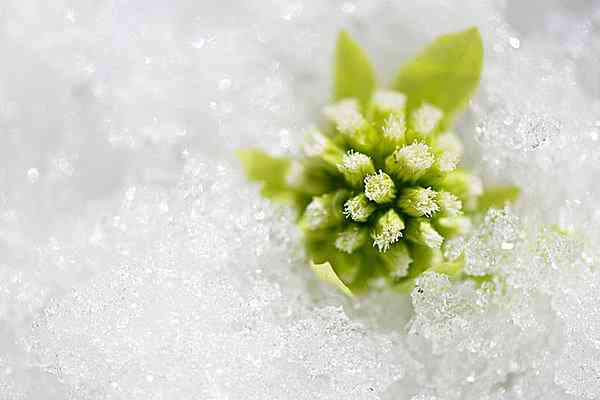 寒さに耐える花のトピ