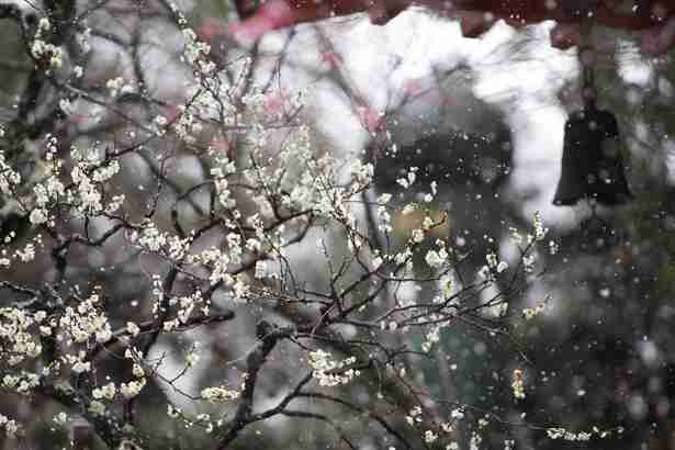 寒さに耐える花のトピ