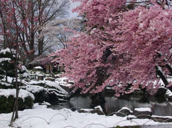 寒さに耐える花のトピ
