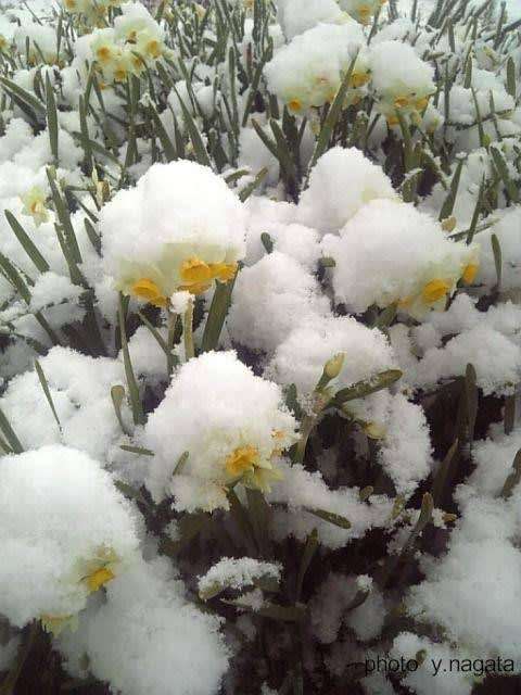 寒さに耐える花のトピ