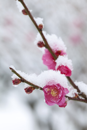 寒さに耐える花のトピ
