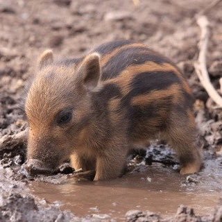 最近ガルちゃんで拾った癒し系画像