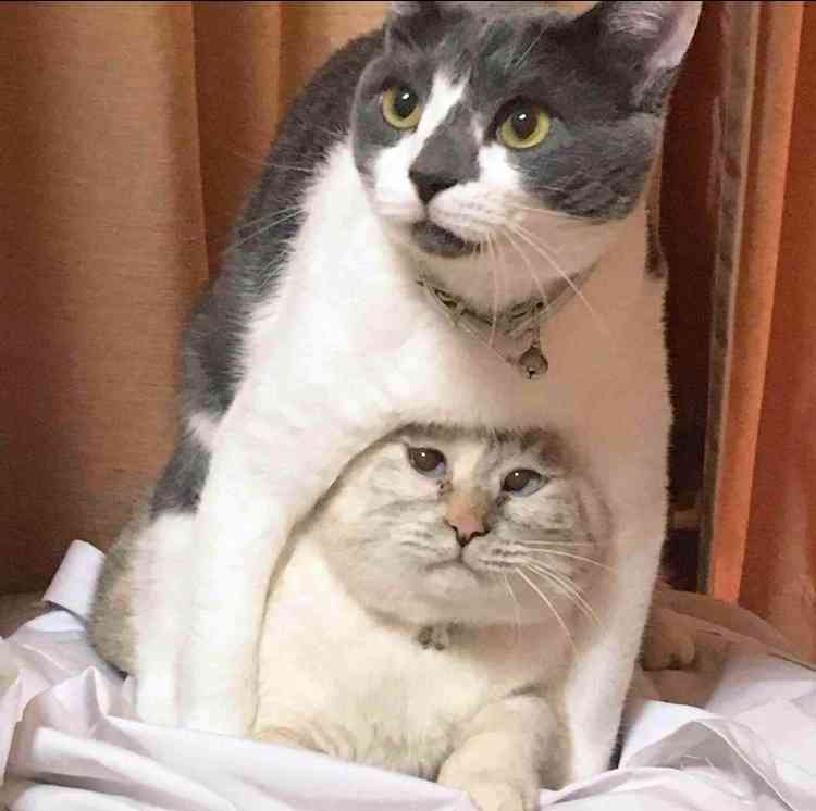 最近ガルちゃんで拾った癒し系画像