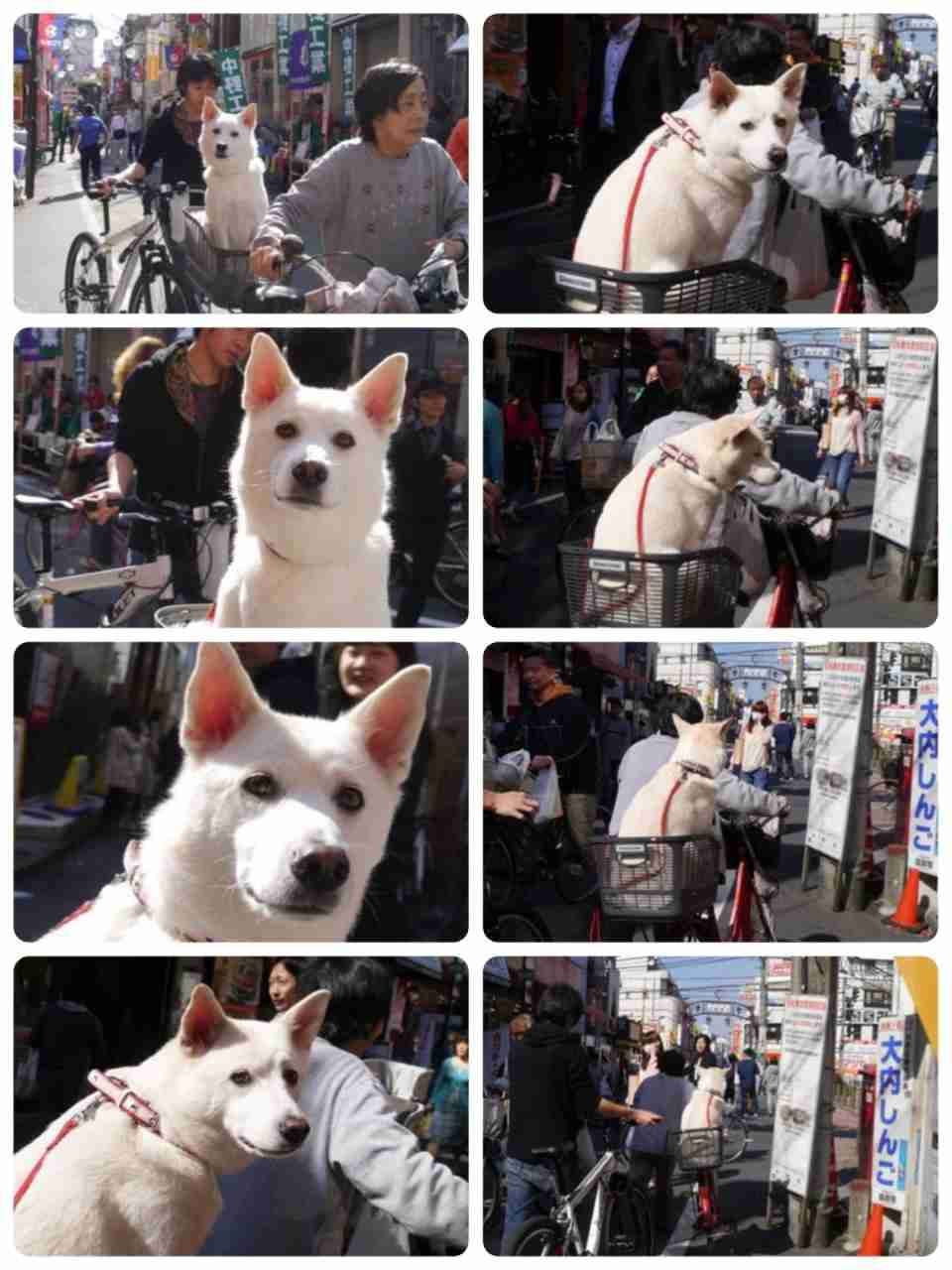 最近ガルちゃんで拾った癒し系画像