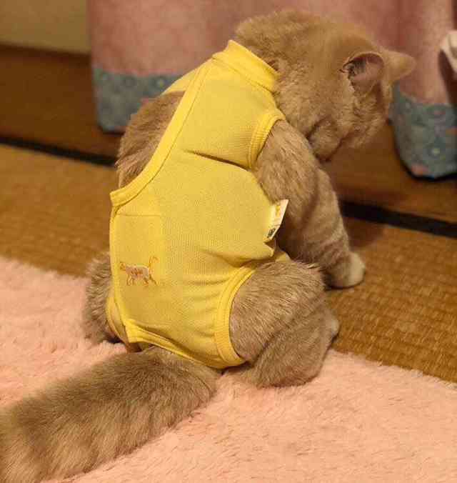 最近ガルちゃんで拾った癒し系画像