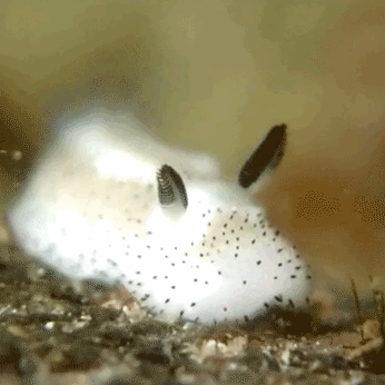最近ガルちゃんで拾った癒し系画像