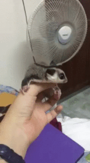 最近ガルちゃんで拾った癒し系画像