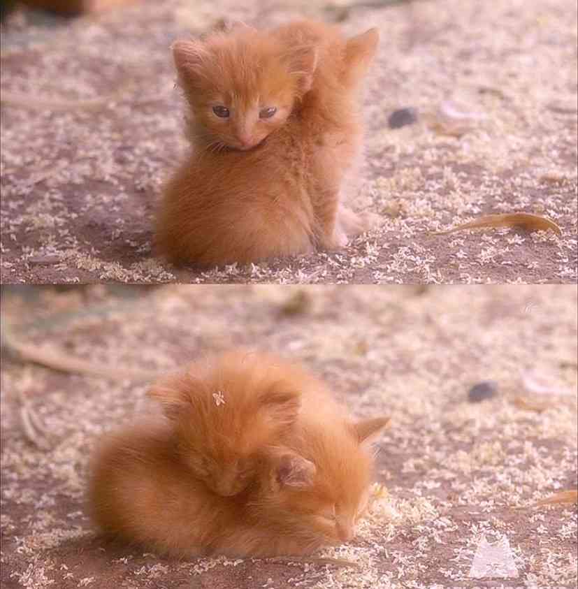 最近ガルちゃんで拾った癒し系画像