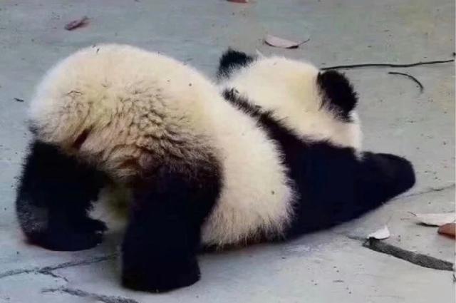 最近ガルちゃんで拾った癒し系画像