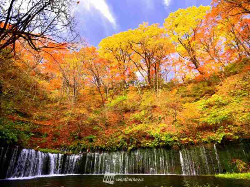 【画像】いろいろな紅葉(こうよう)の集まるトピ