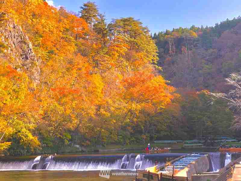 【画像】いろいろな紅葉(こうよう)の集まるトピ