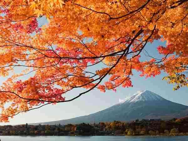 【画像】いろいろな紅葉(こうよう)の集まるトピ