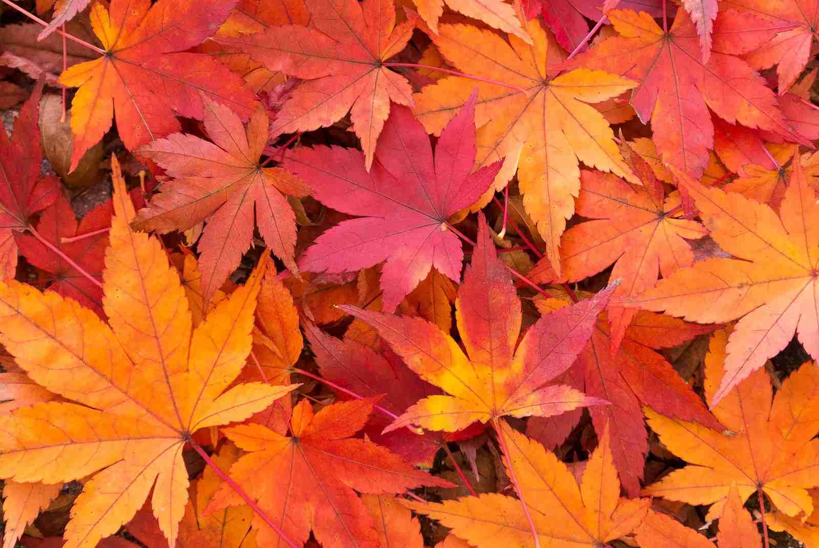 【画像】いろいろな紅葉(こうよう)の集まるトピ
