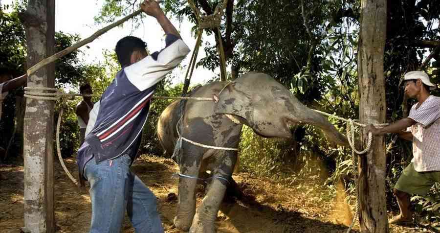 人間よりも動物を信頼？　「嘘や裏切りがないから」との意見も