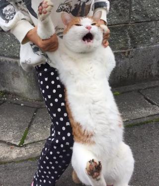 本当に感情が伝わる！と思った画像やGIFが集まるトピ