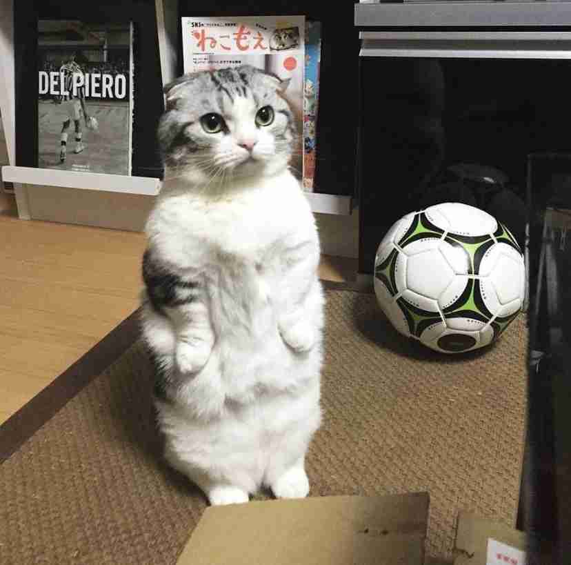 本当に感情が伝わる！と思った画像やGIFが集まるトピ