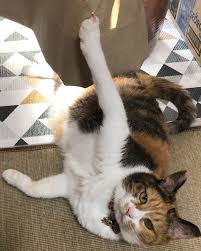 「助けて～」両手の爪がソファとカーテンに引っかかてしまった猫ちゃんが可哀そうだけど可愛い