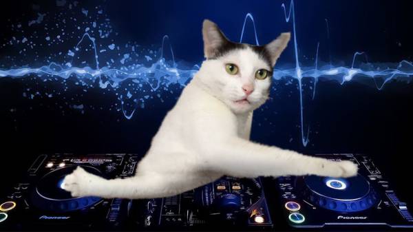 「助けて～」両手の爪がソファとカーテンに引っかかてしまった猫ちゃんが可哀そうだけど可愛い