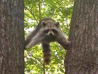 「助けて～」両手の爪がソファとカーテンに引っかかてしまった猫ちゃんが可哀そうだけど可愛い