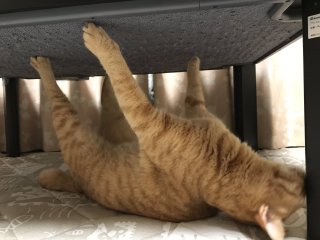 「助けて～」両手の爪がソファとカーテンに引っかかてしまった猫ちゃんが可哀そうだけど可愛い