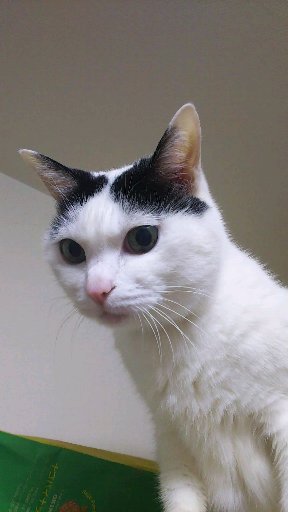 「助けて～」両手の爪がソファとカーテンに引っかかてしまった猫ちゃんが可哀そうだけど可愛い