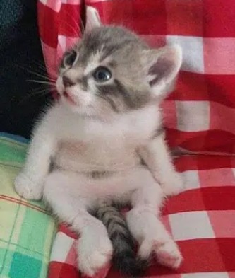 「助けて～」両手の爪がソファとカーテンに引っかかてしまった猫ちゃんが可哀そうだけど可愛い